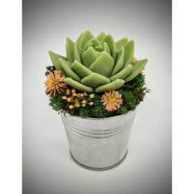   Szappanvirág - Szukkulens - pozsgás - ezüst fém kaspóban - 1.