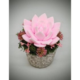   Szappanvirág - Rózsaszín szappanvirág - kis kőkaspóban - 6.