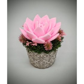   Szappanvirág - Rózsaszín szappanvirág - kis kőkaspóban - 7.