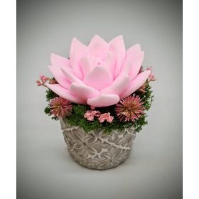   Szappanvirág - Rózsaszín szappanvirág - kis kőkaspóban - 8.