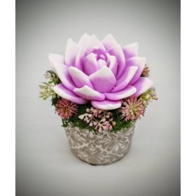   Szappanvirág - Fukszia-fehér szappanvirág - kis kőkaspóban - 9.