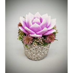   Szappanvirág - Fukszia-fehér szappanvirág - kis kőkaspóban - 10.