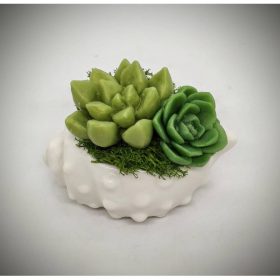   Szappanvirág - Pozsgás szappanvirág - mini fehér kagyló kaspóban - 4.