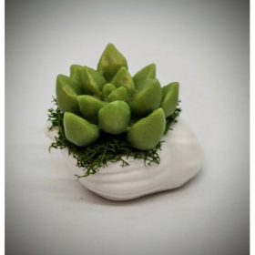   Szappanvirág - Pozsgás szappanvirág - mini fehér kagyló kaspóban - 1.