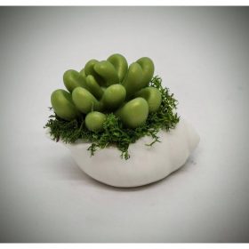   Szappanvirág - Pozsgás szappanvirág - mini fehér kagyló kaspóban - 2.