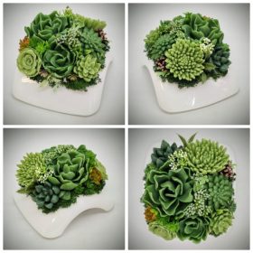   Szappanvirág - Szukkulens - pozsgás szappanvirág csokor - fehér műanyag tálban - 5.