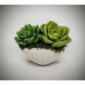   Szappanvirág - Pozsgás szappanvirág - mini fehér kagyló kaspóban - 3.