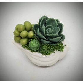   Szappanvirág - Pozsgás szappanvirág - mini fehér kagyló kaspóban - 5.