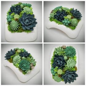   Szappanvirág - Szukkulens - pozsgás szappanvirág csokor - fehér műanyag tálban