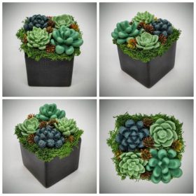   Szappanvirág - Szukkulens - pozsgás szappanvirág csokor - fekete kocka kerámia kaspóban - 1.