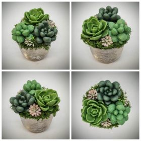 Szappanvirág - Szukkulens - pozsgás - ezüst kis kaspóban