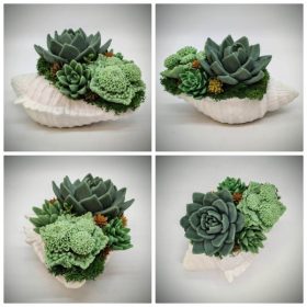   Szappanvirág - Szukkulens - pozsgás szappanvirág csokor - fehér nagyobb gipsz kagylóban