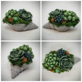   Szappanvirág csokor - Pozsgás - szappanvirág csokor - kis gipsz szürke kagyló kaspóban - 1.