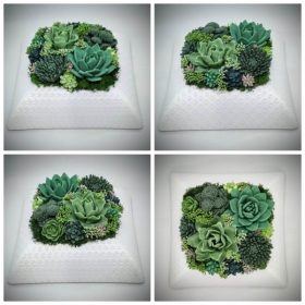   Szappanvirág - Szukkulens - pozsgás szappanvirág csokor - fehér műanyag tálban - 6.