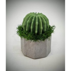 Szappanvirág - kaktusz - mini szürke gipsz kaspóban - 1.