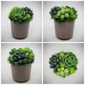   Szappanvirág - Szukkulens - pozsgás szappanvirág csokor - kis barna műanyag kaspóban - 2.