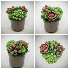   Szappanvirág - Szukkulens - pozsgás szappanvirág csokor - kis barna műanyag kaspóban - 1.