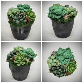   Szappanvirág - Szukkulens - pozsgás szappanvirág csokor - fekete arc kerámia kaspóban - 2.