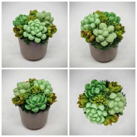   Szappanvirág - Szukkulens - pozsgás szappanvirág csokor - mini barna műanyag kaspóban - 2.