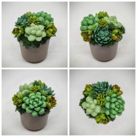   Szappanvirág - Szukkulens - pozsgás szappanvirág csokor - mini barna műanyag kaspóban - 1.