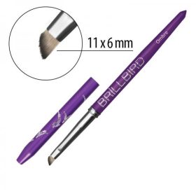 BrillBird - BB OMBRE ECSET